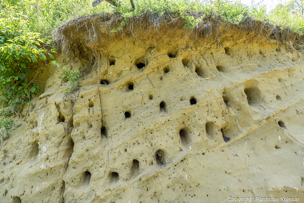 Včeláriky si nestavajú hniezda, ale vyhrabávajú v kolmých piesčitých alebo hlinitých stenách asi 1,5 m dlhé nory s dutinou na konci.